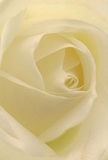 This close-up draws you deep into the heart of a luxurious cream-white rose, as if you are cocooned amongst its delicately spiralled petals-a sensory journey familiar to those who've strolled Plaistow's tranquil streets on early mornings. Each blossom's edge is soft and whisper-light, carrying the visual memory of dew collected in the gentle folds and adding an irresistible invitation to explore their silky, matte texture. Gentle shadowing accentuates the depth of each petal, lending a quiet drama that evokes the calm reflection often found in Plaistow's peaceful gardens. As a seasoned florist in the area, I see this single rose as the ultimate tribute: a pure symbol of respect and compassion, perfect for expressing sympathy, deep admiration, or the start of new beginnings. The air seems touched with a delicate sweetness, a fragrance that is subtle but unmistakable-mirroring the understated yet profound beauty of the local community. This intimate perspective captures not just a flower, but the depth of emotion and careful artistry poured into selecting each bloom for life's most meaningful moments in Plaistow.