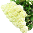 WHITE ROSES 2